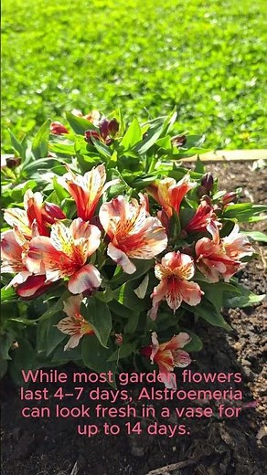 Alstroemeria: The One Flower Every Garden Needs (2 Week Vase Life!)