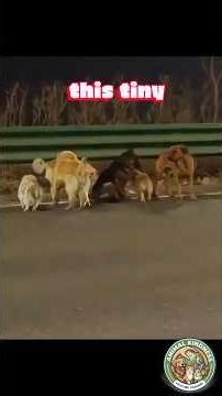 7 Stolen Dogs Walked 17 KM Home… Led by a Corgi 🐾❤️ #dogstory