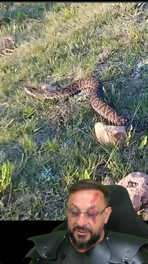 Urutu-Cruzeiro: A Serpente do Rio Grande do Sul