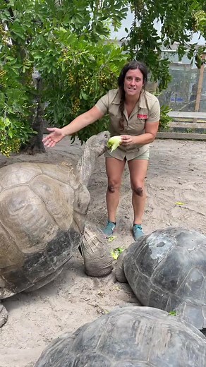 Did you know these giant tortoises will hunt and eating birds 😳 #tortoise #reptile #learnontiktok