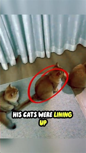 “He Built a Cat Tree from Boxes… The Result Is Amazing!”😍#DIYCats #CatTower #ViralShorts #PetLife