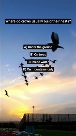 Where do crows usually build their nests? #birds #flowers #nature #shorts #youtubeshorts #trending