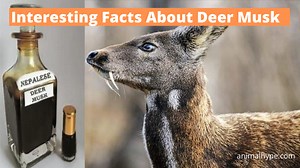 11 Interesting Facts About Deer Musk - Animal Hype