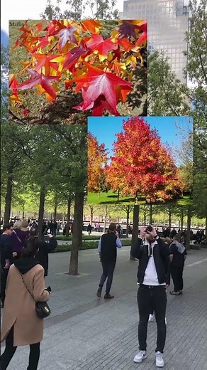 There are 400+ oak trees at the 9/11 memorial in NYC #oaks