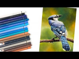 Blue Jay with Colored Pencils - How to Draw a Bird
