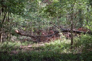 Deer Hunting Tornado Damaged Habitat - AllOutdoor.com