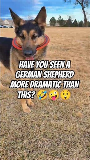 And the award for the Most Dramatic German Shepherd performance goes to... 🤣🤣🤣 #workingdogs #gsds