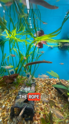 Reel Life Aquariums on Instagram: "Meet the reed fish — also known as the rope fish! They look like eels, but they’re actually relatives of bichirs — a group that’s been around for over 100 million years! They can grow up to two feet long, live for over a decade, and even breathe air! They’re peaceful, mostly nocturnal, and eat meaty worms, shrimp, and small fish. Just make sure your tank’s covered — they’re sneaky escape artists and love to explore! Definitely one of the coolest, most prehistor