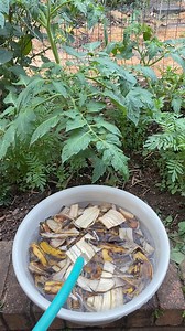 How to make Banana peel liquid fertiliser. Start by putting banana peel in a bucket or jar and covering them with water. Leave them for two to three days. Stir occasionally. Strain and use the liquid to water your plants.The other easy way. Chop them up and sprinkle around the base of a plant, cover with a bit of soil. Roses love it. Easy peasy 👍🏻Happy gardening!#gardening#viralposts#fertilizer#vegetables#FlowerPower | Growwithnith