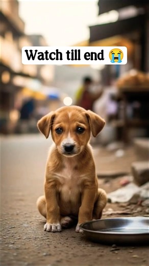 A sad puppy need some food😭| help him #shortsfeed #viral #trending #shortvideo