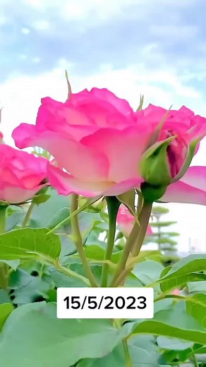 حسابات مقترحة