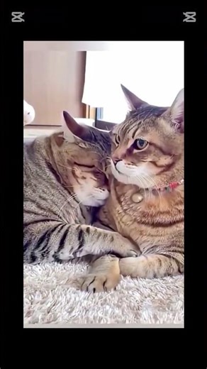 🔥“Animals Being Silly 😂 | Funniest Moments You’ll Ever See!” Subscribe and leki 😆