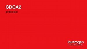 CDCA2 antibodies from Thermo Fisher Scientific