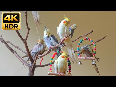 Happy Cockatiel Flock! 🦜 Joyful Songs & Playful Chirping in Their Happy Corner [4K HDR]