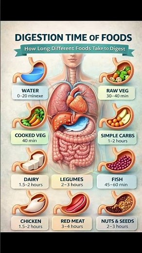 You’re Eating at the WRONG Time 😱 | Food Digestion Timeline Revealed