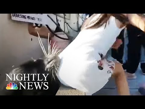 Viral Sea Lion Video Should Serve As Warning For Summer, Experts Warn | NBC Nightly News