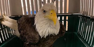 LSU vet students care for eagle