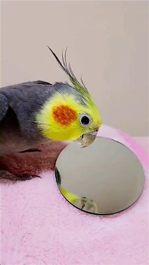 Cockatiel Singing Sounds | Talking Cockatiel & Funny Pet Parrot Audio (USA Search)