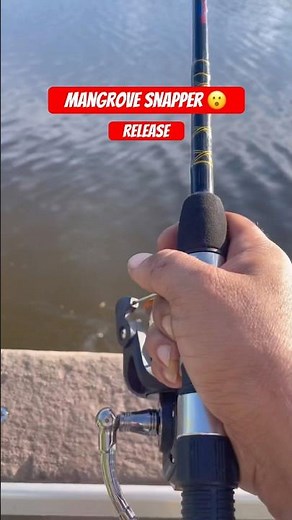 Mangrove Snapper Release 🫡 #fishrelease #fishing #snapper #fish #bassfishing #lake #carp