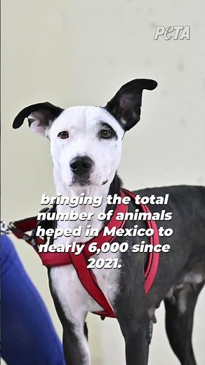 Hundreds of Animals’ Lives Transformed by PETA-Supported Spay/Neuter Clinic in Cancún