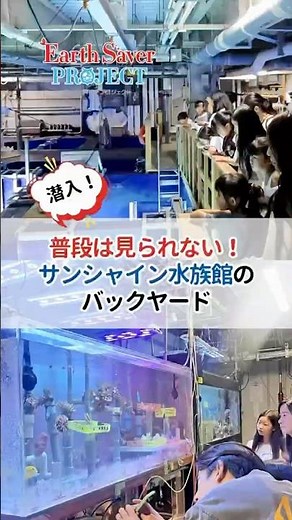 【水族館の裏側】サンシャイン水族館のバックヤードに特別潜入！サンゴと海を守るネイチャーポジティブツアー🪸✨