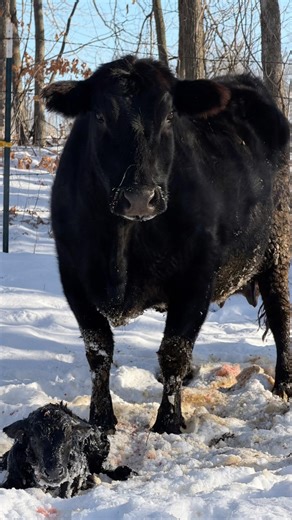 NEW BABY CALF | Black Angus Cattle Giving BIRTH #farmlife #farm #blackangus #cattle #calf