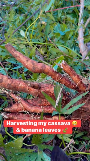 3.5K views · 119 reactions | Lovelybernz Stringer on Reels | Facebook