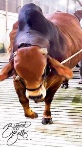 215K views · 2K reactions | Big muscular bull #cow #bull #cattle | Biggest Bulls Photography | Facebook