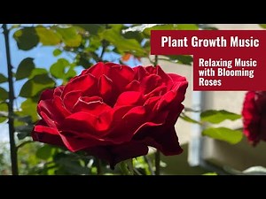 Music for Flowers to Grow Healthy and Vibrant 🌹 Plant Growth Music