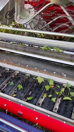 Efficient Blackcurrant Harvesting with Conveyor System