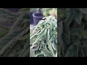 Make feminized seeds- How to make and spray silver thiosulfate solution for cannabis and hemp plants