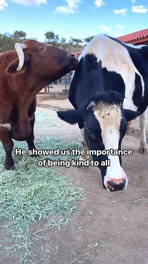 We’re heartbroken to share that Cowboy, the gentle giant of our Los Angeles sanctuary, has passed away. When Cowboy arrived at Farm Sanctuary in 2019, our cow herd instantly knew he was a special guy. His arrival was met with sniffs, nuzzles, and pure excitement that led the cows to run around our grounds. They had accepted him as their own. At sanctuary, Cowboy found a trusty sidekick and best friend in Safran. These two friends were almost always spotted together, spending their time grooming 