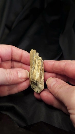 Petrified wood and agate #fossils #rockhounding #petrifiedwood