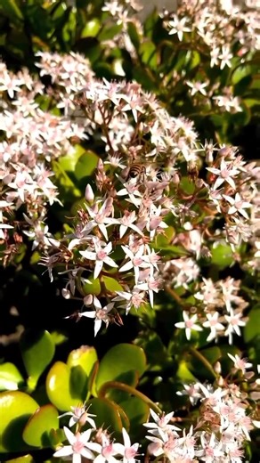 Honey bee getting pollen from the jade plant’s flowers #jadeplant #jadeplants #bee #bees #honeybee #honeybees | Keon Barnes | Facebook