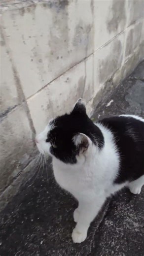 今日の猫ジャンプ (白黒ネコ編) Jumping Cat (Kobe City, Japan)