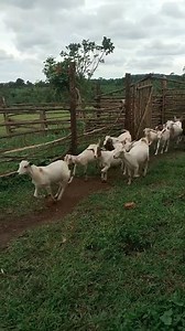 grazing time for goats - | BJM Animals Breeding Farm