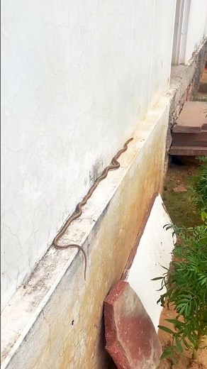 Red Sand Boa Snake – A Rare and Fascinating Moment #naturelovers #snakevideo #wildlife