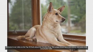 Top 10 Fascinating Facts About the Carolina Dog