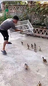 108K views · 224 reactions | Bird Cage Trap #birdtrap #reelschallenge #animals #trap #contractor #construction #HomeEssentials #birds #tools | Construction Worker | Facebook