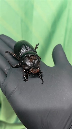 1.9K views | 憐者憐者憐者憐者憐者憐者憐者憐者 We have the full life cycle of rhino beetles 者 From larvae to beetle 者 These are fascinating and easy to keep and grow Lincoln reptiles is licenced by Lincoln city Council with a maximum 5 star ⭐️⭐️⭐️⭐️⭐️ AAL 2022/0007/331717 | Lincoln reptile and pet centre ltd | Facebook