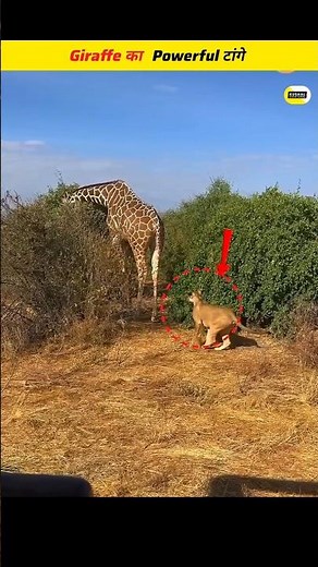 Giraffe Kick Power | How Strong a Giraffe’s Legs Really Are | Powerful giraffe legs |