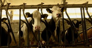 Tubercolosi bovina, 14 gli allevamenti con capi infetti