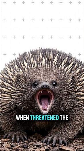 🦔 Echidna: The Incredible Egg-Laying Mammal! #Shorts