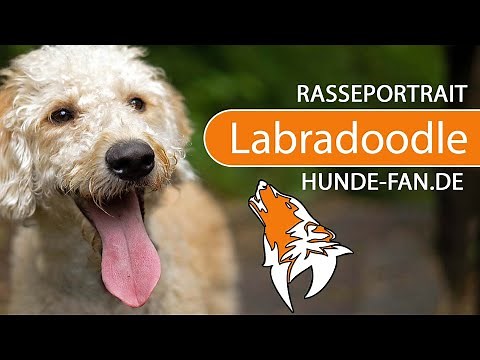 ► Labradoodle [2019] Rasse, Aussehen & Charakter