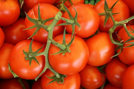 The History of the Tomato: A Poisonous Reputation and A Big Fruit Fight