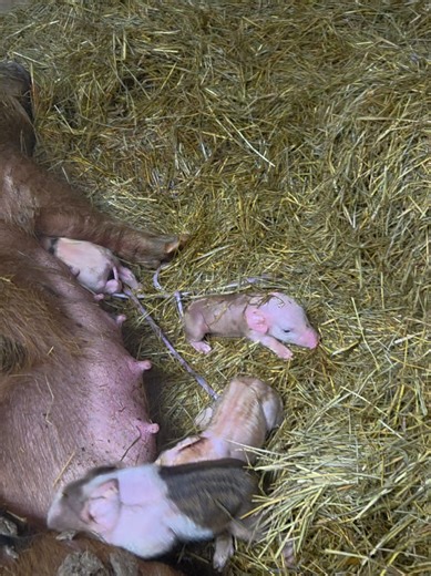 Transforming My Farm Life: Newborn Piglet Care Tips