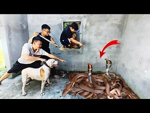 3 Brave Hunters Use Pitbull to Catch King Cobras Nest In Abandoned House