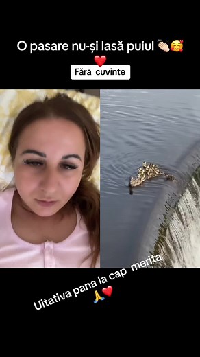 Ducks Enjoying a Water Slide Adventure