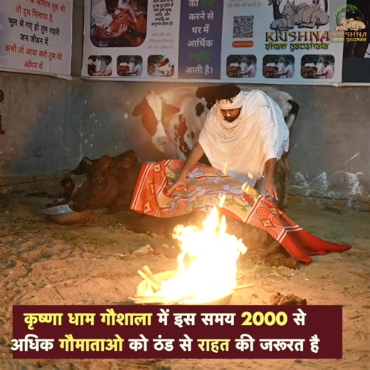 During harsh winter nights, the most silent suffering is felt by the voiceless—our abandoned, injured, and elderly cows. As temperatures drop, many cows struggle to survive without proper warmth, shelter, or food. Your support can become their shield against winter. Through our Winter Relief Donation Drive, we provide warm cow blankets, nourishing fodder, medical care, and safe shelter to protect them from the cold. Every contribution—small or big—becomes a lifeline. Your donation helps keep a s