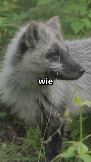 Unglaubliche Tatsachen über den Polarfuchs - Das eisige Wunder